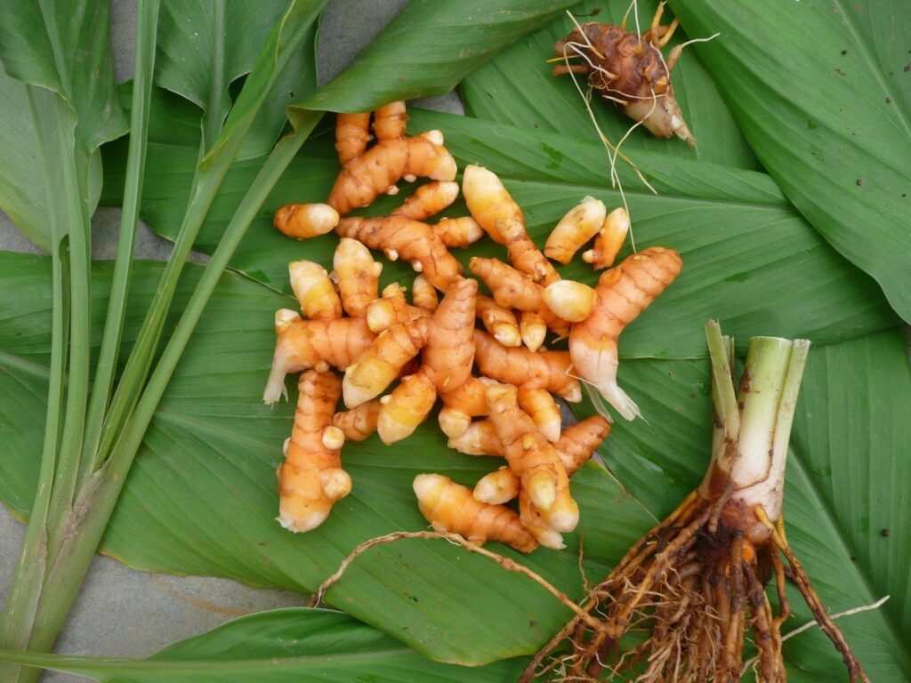 Row Turmeric