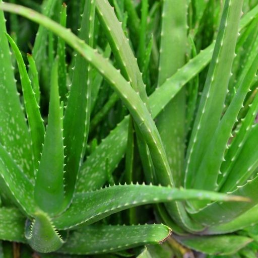 Aloe Vera plant